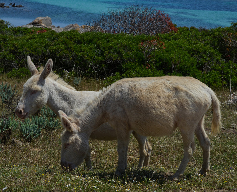 visitare l'Asinara Sardegna con una guida esperta ed ufficiale del Parco Nazionale dell'Asinara